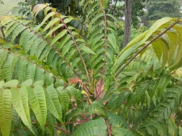 Daun Surian atau daun Suhin, sebagai bahan utama pembuatan cabe suhin. Dokpri