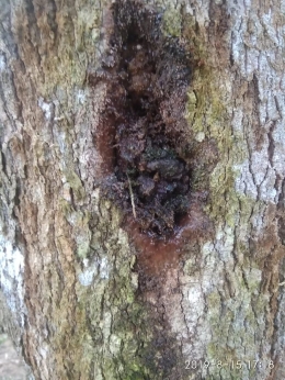 Penyakit yang menyerang pohon (Dokumentasi pribadi)