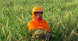 Profil Bu Entin, salah seorang perempuan roguing di kebun benih padi PT Sang Hyang Seri, Sukamandi (Dokumentasi Pribadi) 