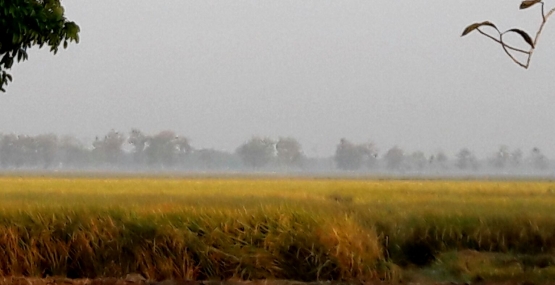 Pemandangan kebun benih padi PT Sang Hyang Seri yang sudah selesai roguing dan siap dipanen (Dokumentasi Pribadi)