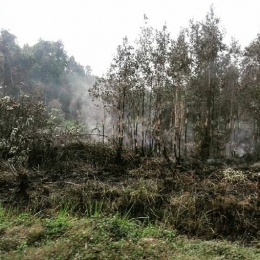 Sebuah lahan yang terbakar di Sumatera Selatan tahun 2015. Sumber: Koleksi Foto Pribadi