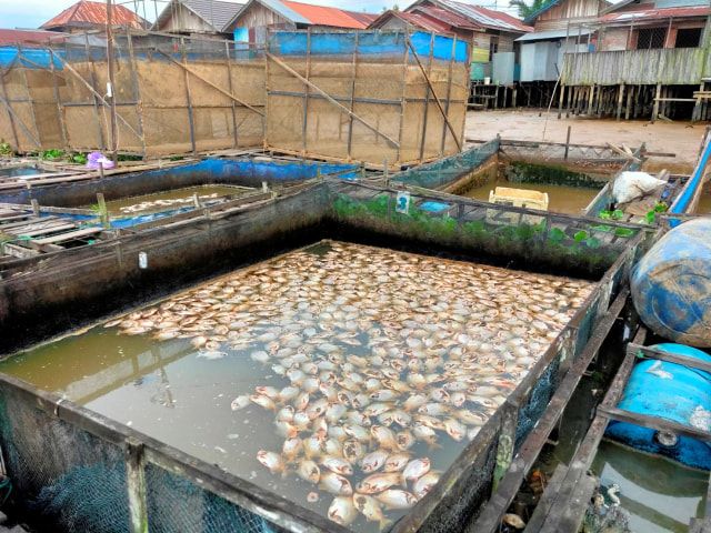 Bangkai Ikan yang Mulai Membusuk (banjarhits.id)
