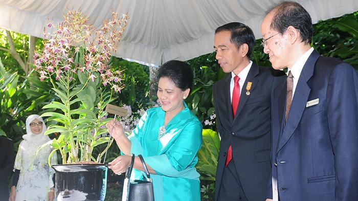 Presiden Jokowi dan Ibu Negara Iriana menyaksikan bunga yang diberi nama ‘Dendrobium Iriana Jokowi’, di Singapura, Rabu (29/7/2015).    Artikel ini telah tayang di Tribunnews.com dengan judul Anggrek Iriana Jokowi Mulai Dikembangbiakkan. | setkab.go.id