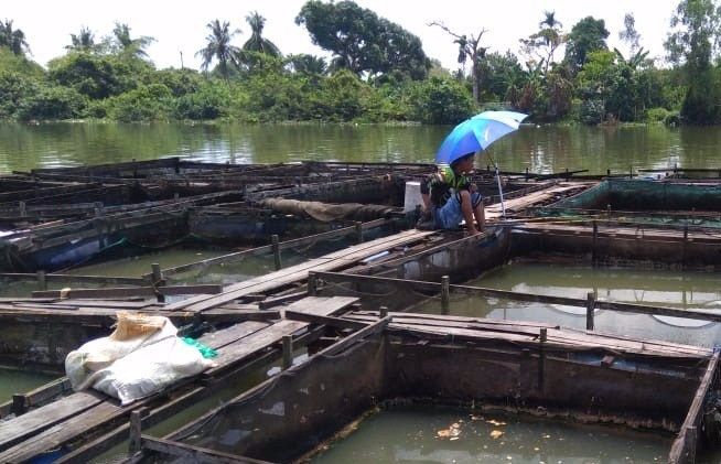 Budidaya Ikan Jala Apung di Banua Hanyar (Klikkalse.com)
