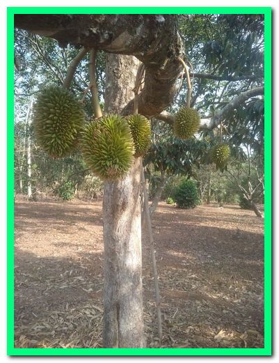 Buah Duren Muda. Dok. Pribadi