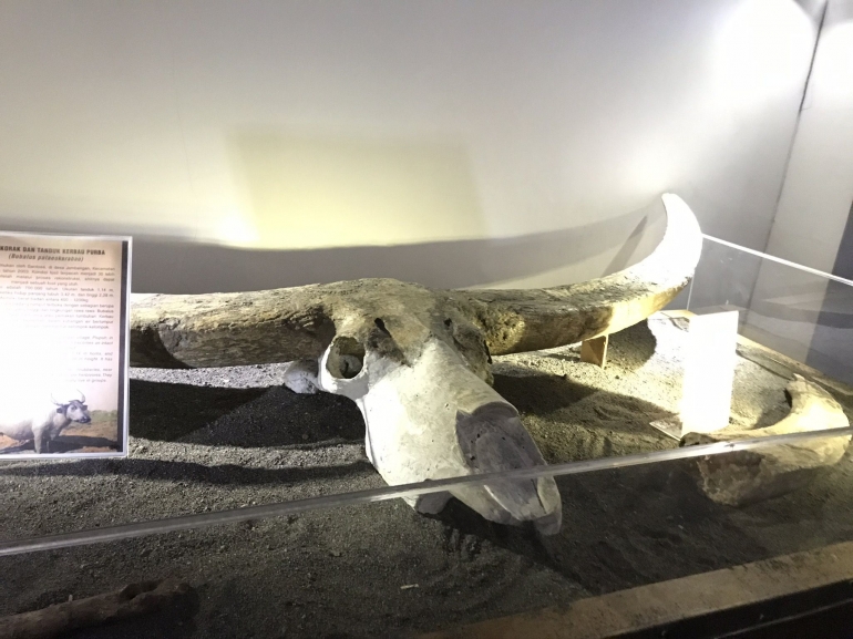 Ini adalah fossil yg berhasil ditemukan dan di abadikan di Museum Sangiran tsb | dokpri