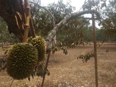 Buah Durian Muda. Dok. Pribadi