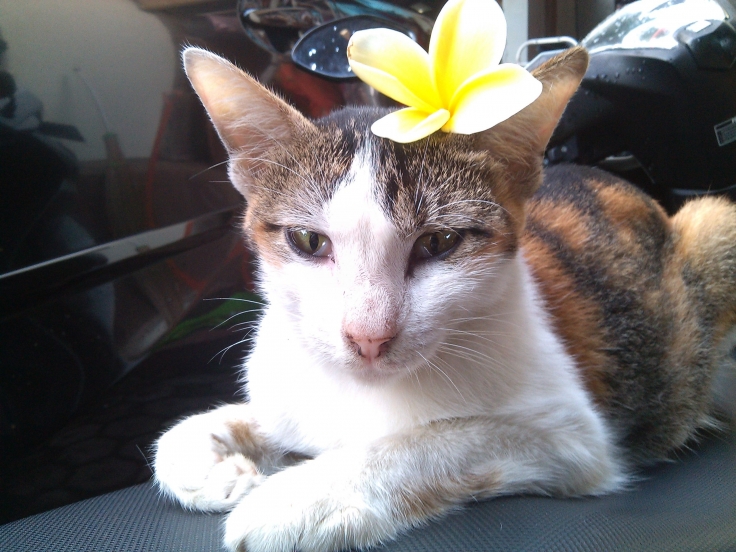 Foto Artikel Kucing Obyek Foto Yang Menyenangkan Kompasiana Com