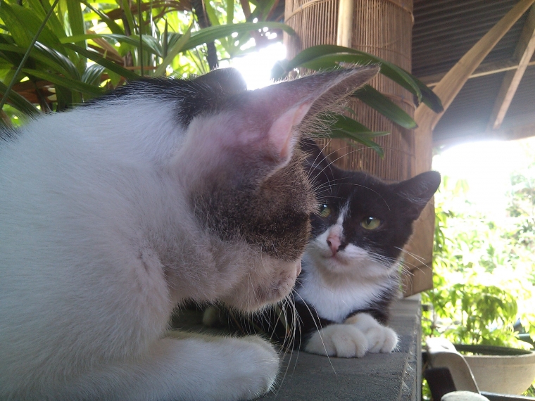 Kucing Obyek Foto Yang Menyenangkan Halaman All Kompasiana Com