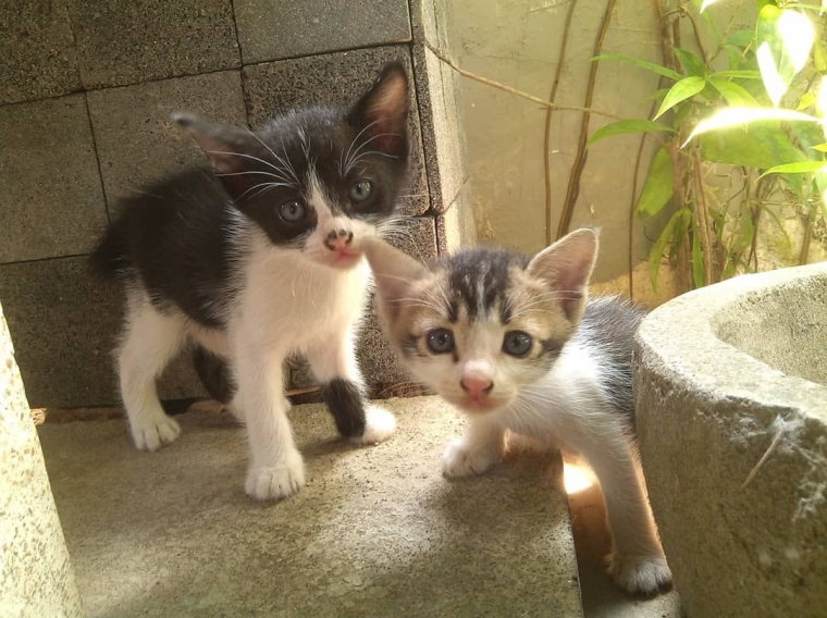 Kucing Obyek Foto Yang Menyenangkan Halaman All Kompasiana Com