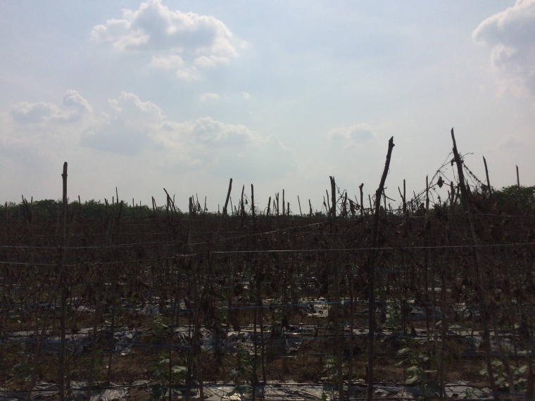 Kebun pare yang di replanting (dokpri)