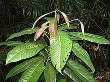 Anakan Pohon Ulin (Eusideroxylon zwageri) (wikipedia)