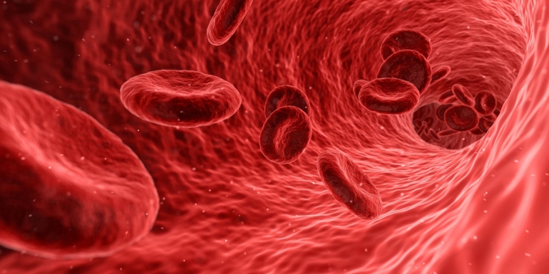Ilustrasi sel darah dalam pembuluh darah. | humanlimbregeneration.com