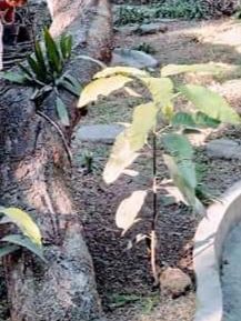 Foto tanaman Wijaya Kusuma yang tumbuh segar di batang pohon mangga. Photo koleksi pribadi