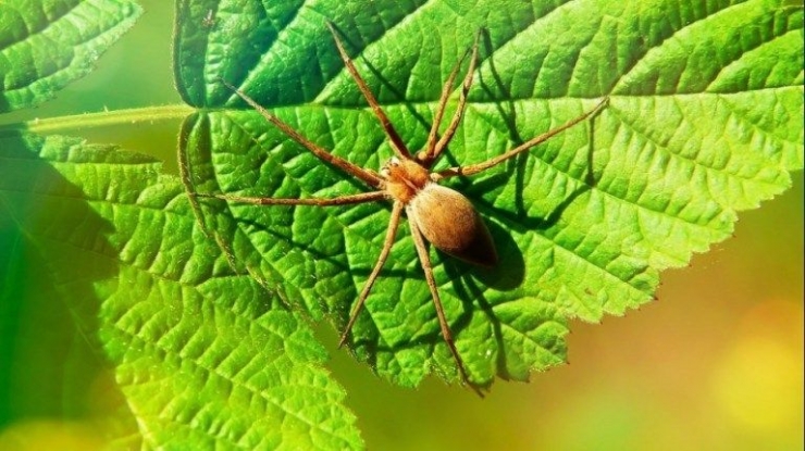 Ilustrasi  laba-laba (nurfasta.com)