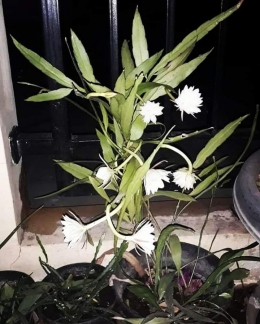 Tanaman bunga Wijaya Kusuma mekar 7 bunga dalam semalam. Photo by Ari