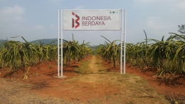 Perkebunan Indonesia Berdaya- Dok. susantihara