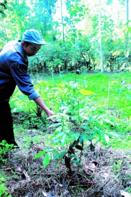 Martinus Pasa'ti, petani kopi dan pegiat pertanian organik di Komunitas Padang, sedang menunjukkan tanaman kopi jenis typica hasil semaiannya sendiri. | dokpri