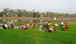 Sekelompok buruh tani sedang bersiap tanam padi (Dokumentasi Pribadi)