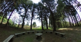 Pepohonan di area belakang biara (dokumentasi pribadi)