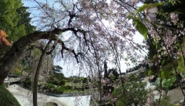 Bunga Sakura jenis Shidarezakura yang masih mekar di Taman Maria (dokumentasi pribadi)