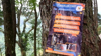 Kopi Daong Tak Sekadar Ngopi Di Bawah Pohon Pinus Halaman Kopi Daong Tak Sekadar Ngopi Di Bawah Pohon Pinus Halaman