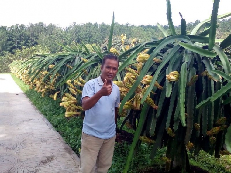 Pohon Buah Naga Sedang Berbunga. Dok. Pribadi