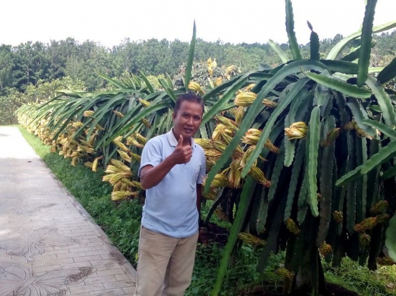 Pohon Buah Naga Sedang Berbunga. Dok. Pribadi