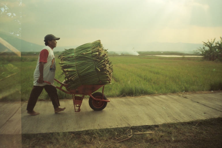 Petani desa Kesongo membawa pulang enceng gondok di sekiatr sawah dekat rawa (foto : dokumentasi pribadi)