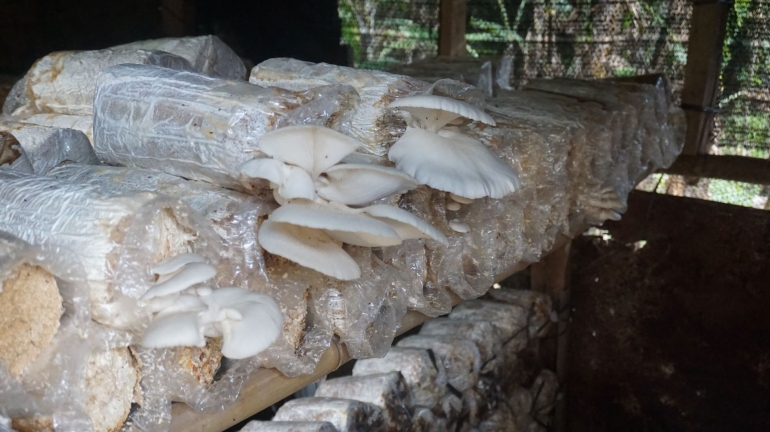 Potensi jamur tiram di Desa Bongkasa Pertiwi. (Foto: Akbarmuhibar)