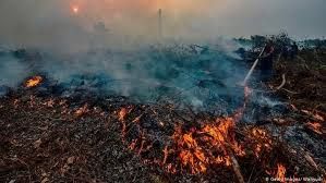kebakaran hutan lahan di Indonesia | news.detik.com