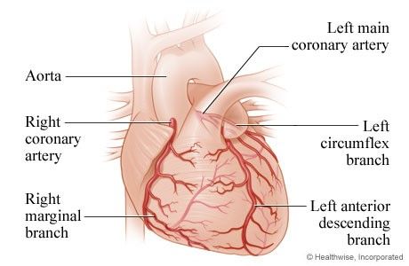 Gambar 1: Arteri jantung Sumber: hellosehat.com