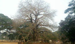 Asem buto (Adansonia digitata L.) atau Baobab Afrika, spesimen konservasi untuk keperluan riset dan pendidikan di Komplek SHS Sukamandi (Dokumentasi Pribadi)