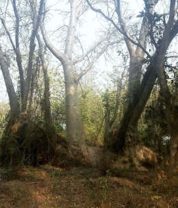 Pohon asem buto rebahan (tumbang) di hutan komplek SHS Sukamandi (Dokumentasi Pribadi)