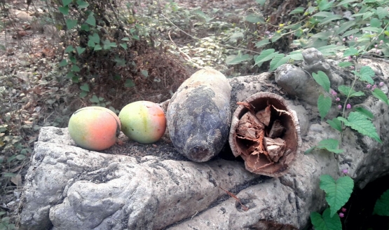 Buah asem buto dalam perbandingan ukuran dengan buah mangga gedong gincu (Dokumentasi Pribadi)