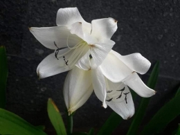Bunga Lily sepasang makar putih yang indah murni. Seperti dua hati yang menyatu. Photo by Ari