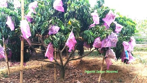 Sebagian buah kelengkeng yang berbuah lebat. Gambar.Koleksi Pri.