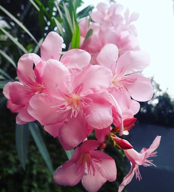 Bunga Mentega di sudut jalan kota Jakarta. Photo by Ari