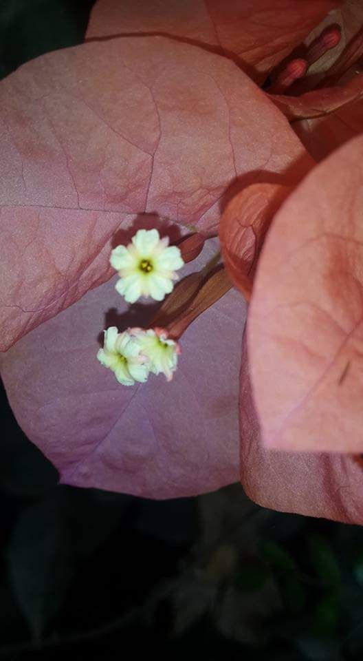 Bunga bugenvil kecil putih. Yang berwana cerah dan tipis adalah daun penumpu. Photo by Ari