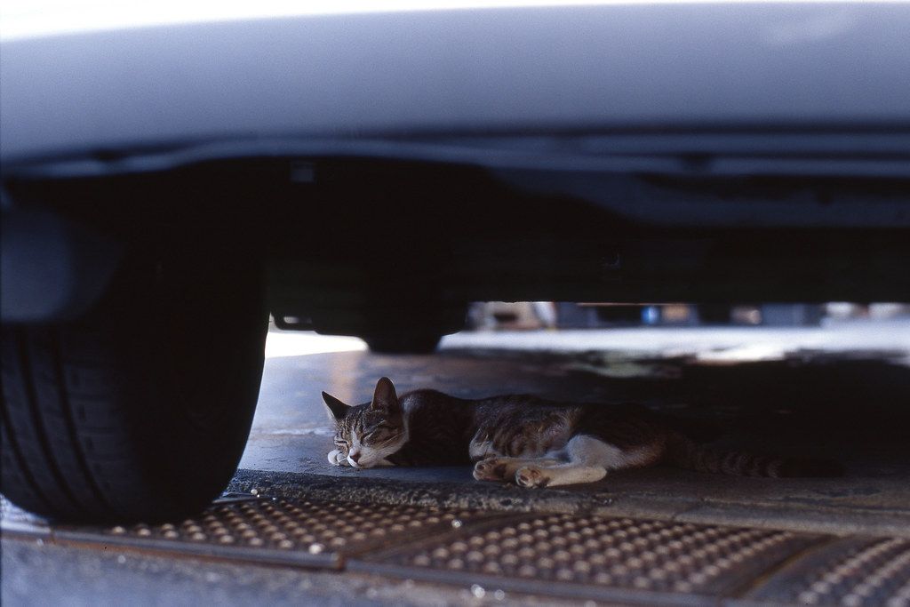 kucing tidur di kolong mobil | sumber foto : flickr.com