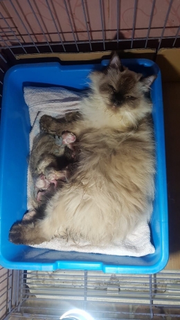 Kucing pasca melahirkan (Sumber : dok. pribadi)