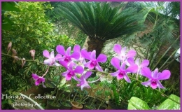 Dendrobium koleksi di rumah. Photo by Ari