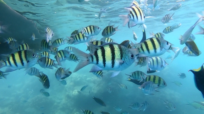 Ikan-ikan di spot snorkeling Pulau Macam Gundul (dokpri)