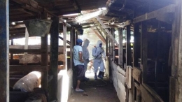 Dinas Pertanian dan Peternakan Kabupaten Karo melakukan penyemprotan disinfektan, Rabu (6/11/2019) Foto: Kompas.com