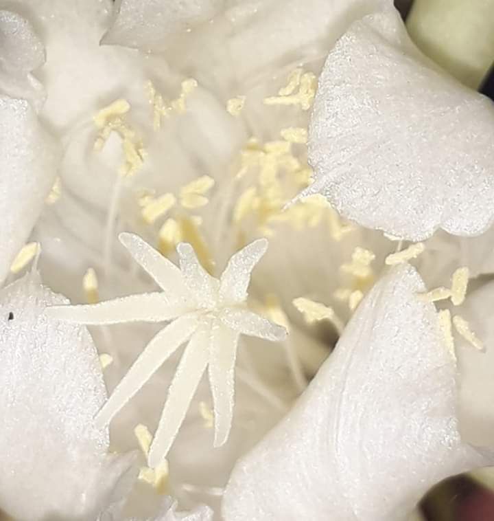 Photo by Ari. Inside Wijaya Kusuma flower, the cereus, queen of the night