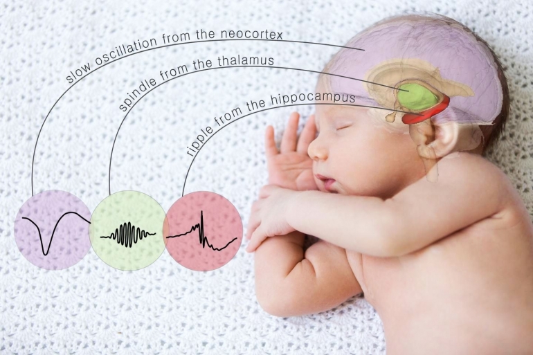 Tiga gelombang otak dalam fase tidur non-REM (doc.EurekAlert!/ed.Wahyuni)