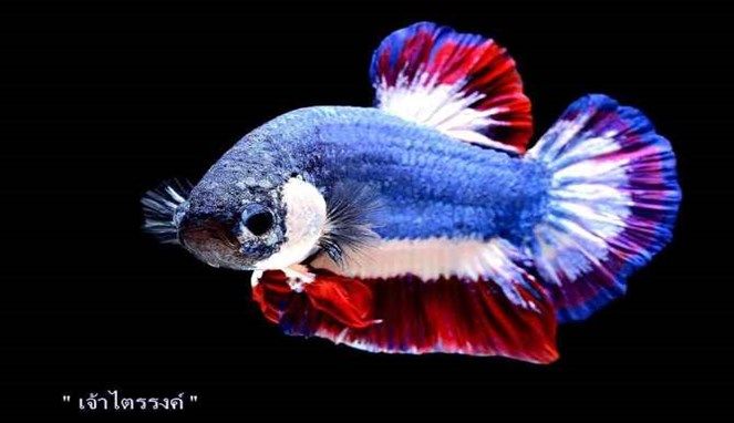 Cupang Thailand, diyakini merupakan ikan cupang termahal di dunia (Sumber: bombastis.com)