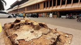 Sisa pohon besar di Cikini yang terkena proyek revitalisasi trotoar (tribun jakarta/tribunnews.com)