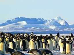 Ilustrasi:https://pixabay.com/photos/emperor-penguins-antarctic-life-429127/ 