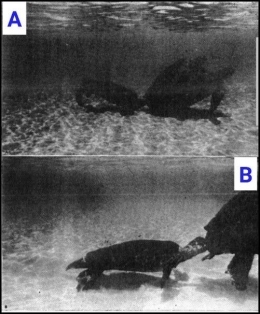 Fig. 3. (A) Salah satu pengawal menyentuh ekor jantan yang sedang kawin. (B) Pengawal menggigit ekor jantan. 